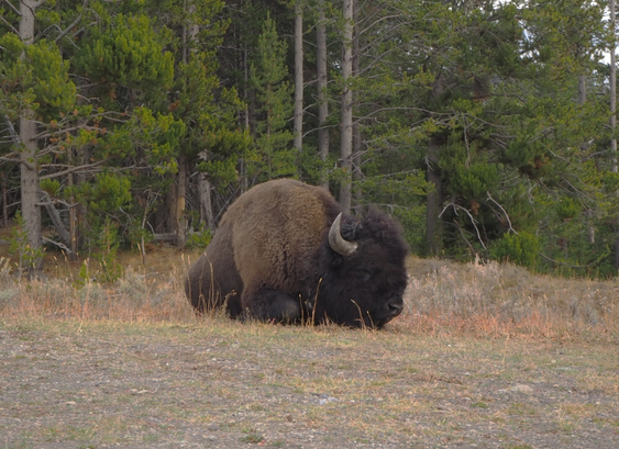 Bison sitting in some dry grass.