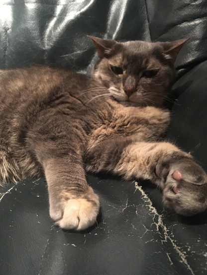 a close up photo of a grey tabby cat reclining on a chair with paws stretched towards you